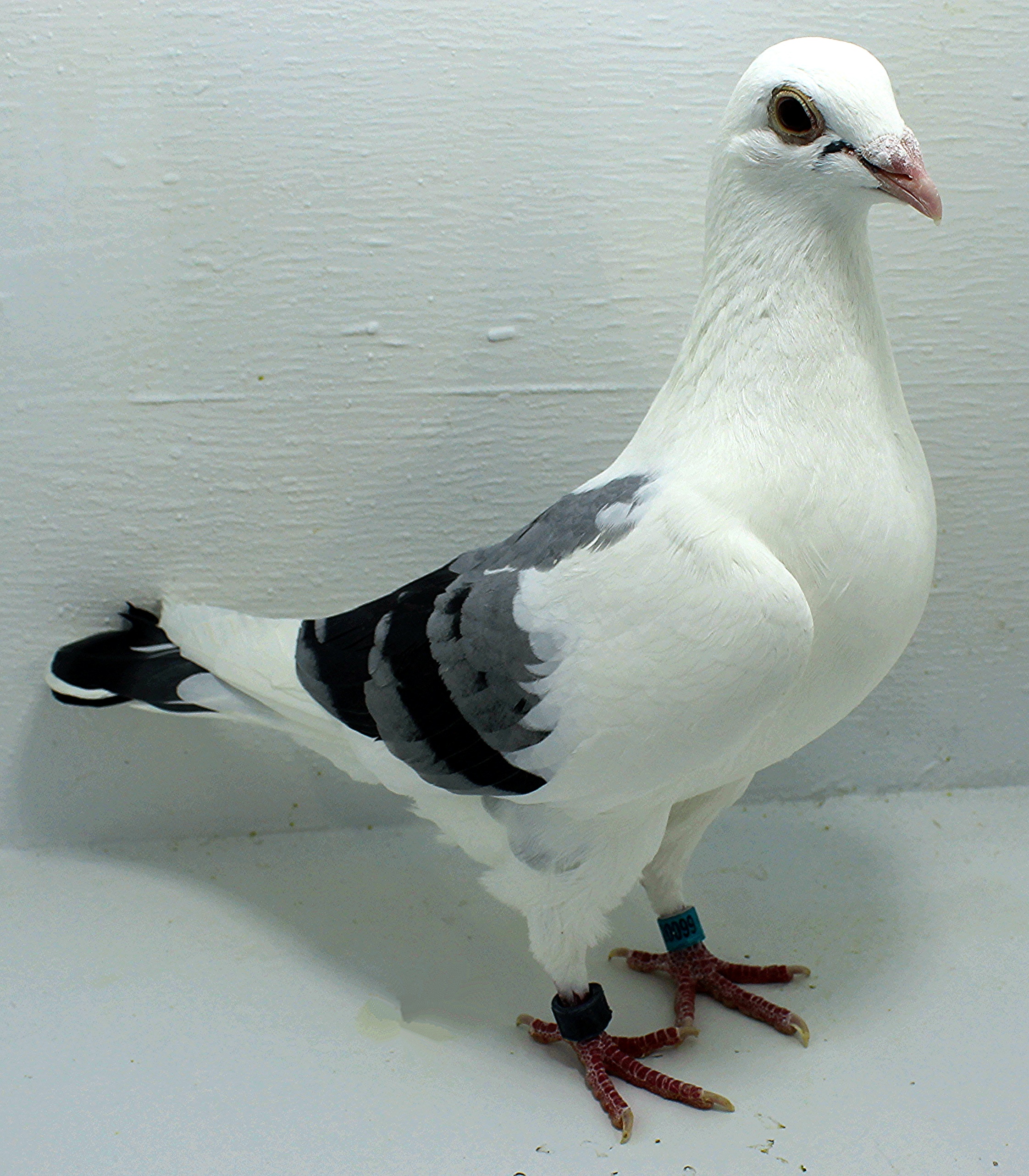 Preview Image 1