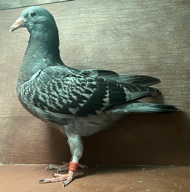 LATE HATCH SQUEAKER OFF DIRECT IMPORTS