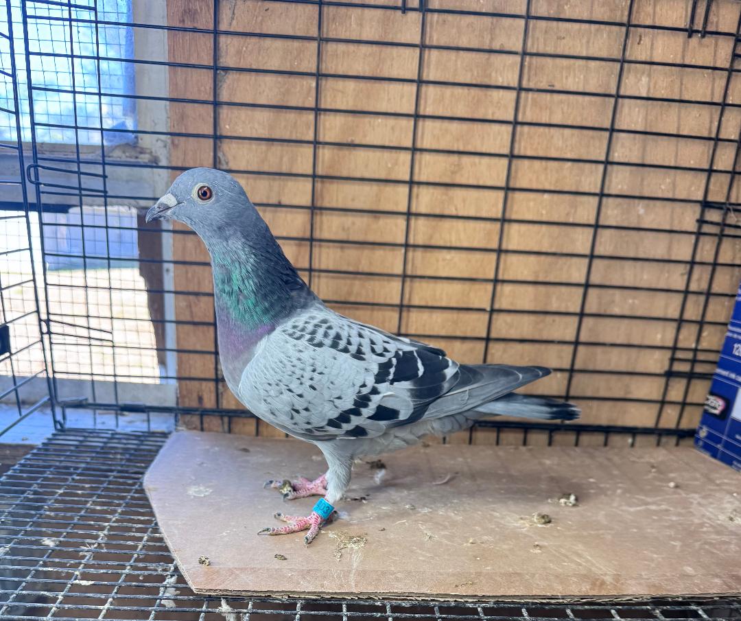 403 WOLVERINE HEN FULLSIBLING TO 1ST PLACE WINNERS