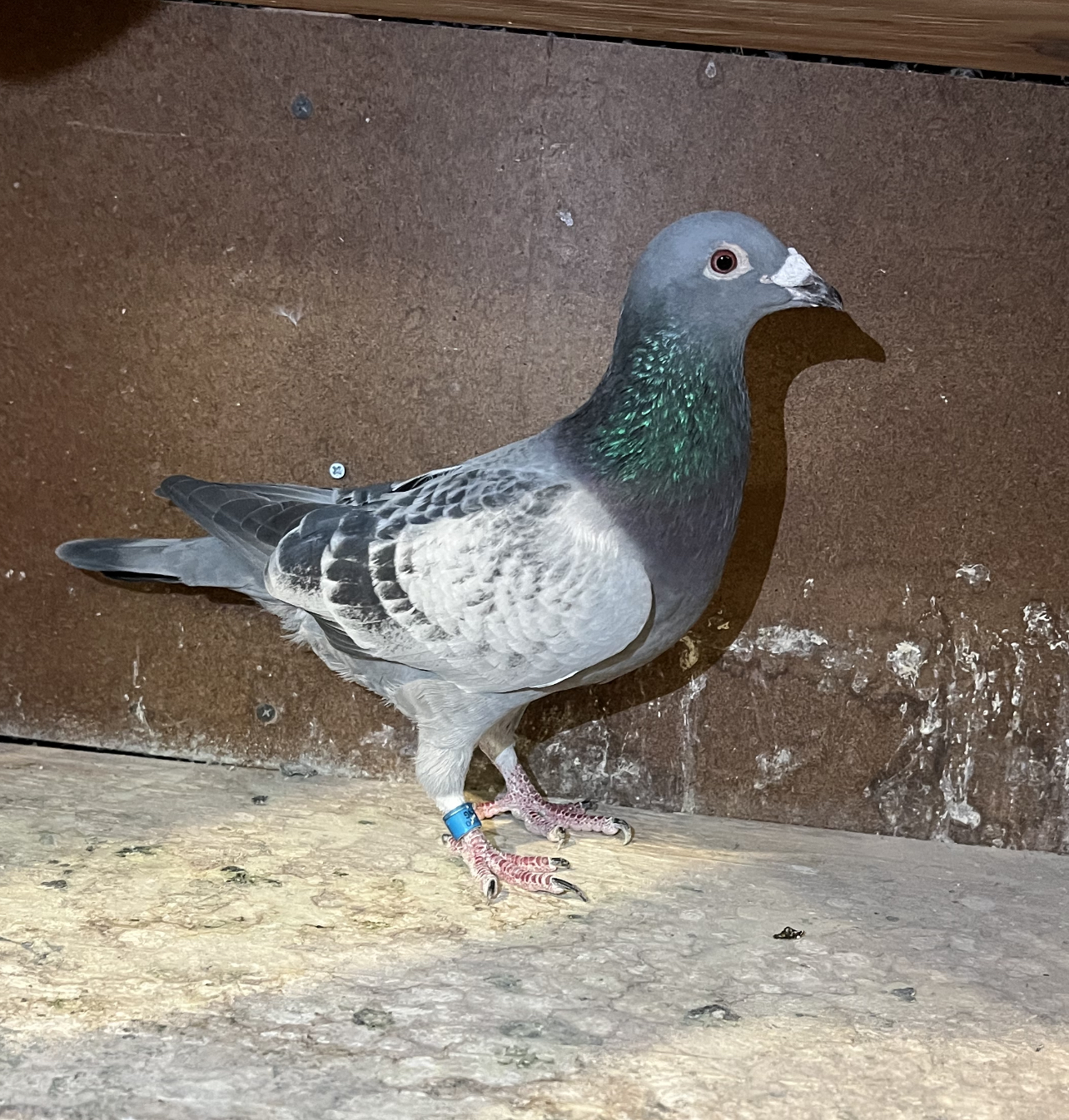 Preview Image 1