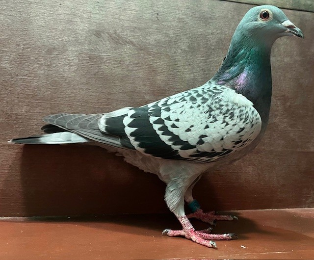 FOUNDATION QUALITY HEN OFF IMPORT