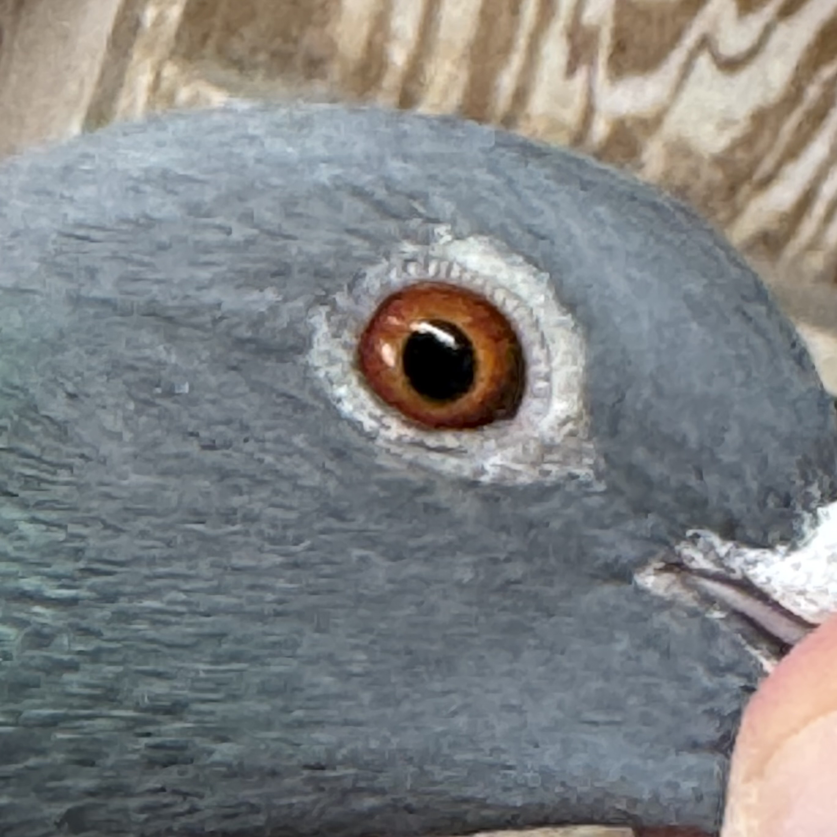 Preview Image 4