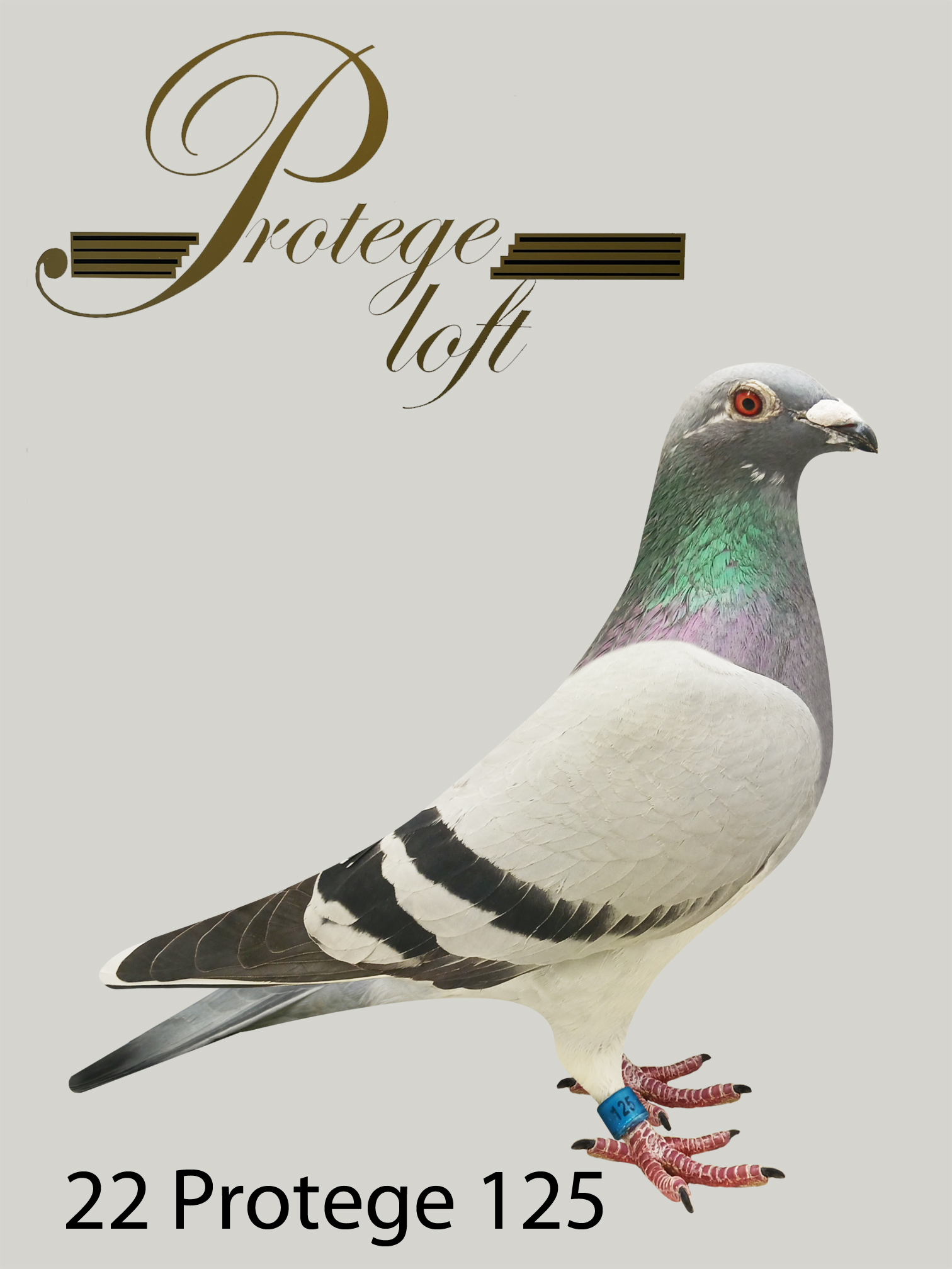 22 PROTEGE 125 - BBWFTIC - HEN
