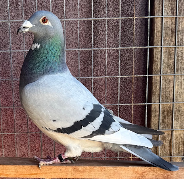 AU-25-ARPU-112608 BBSPL COCK