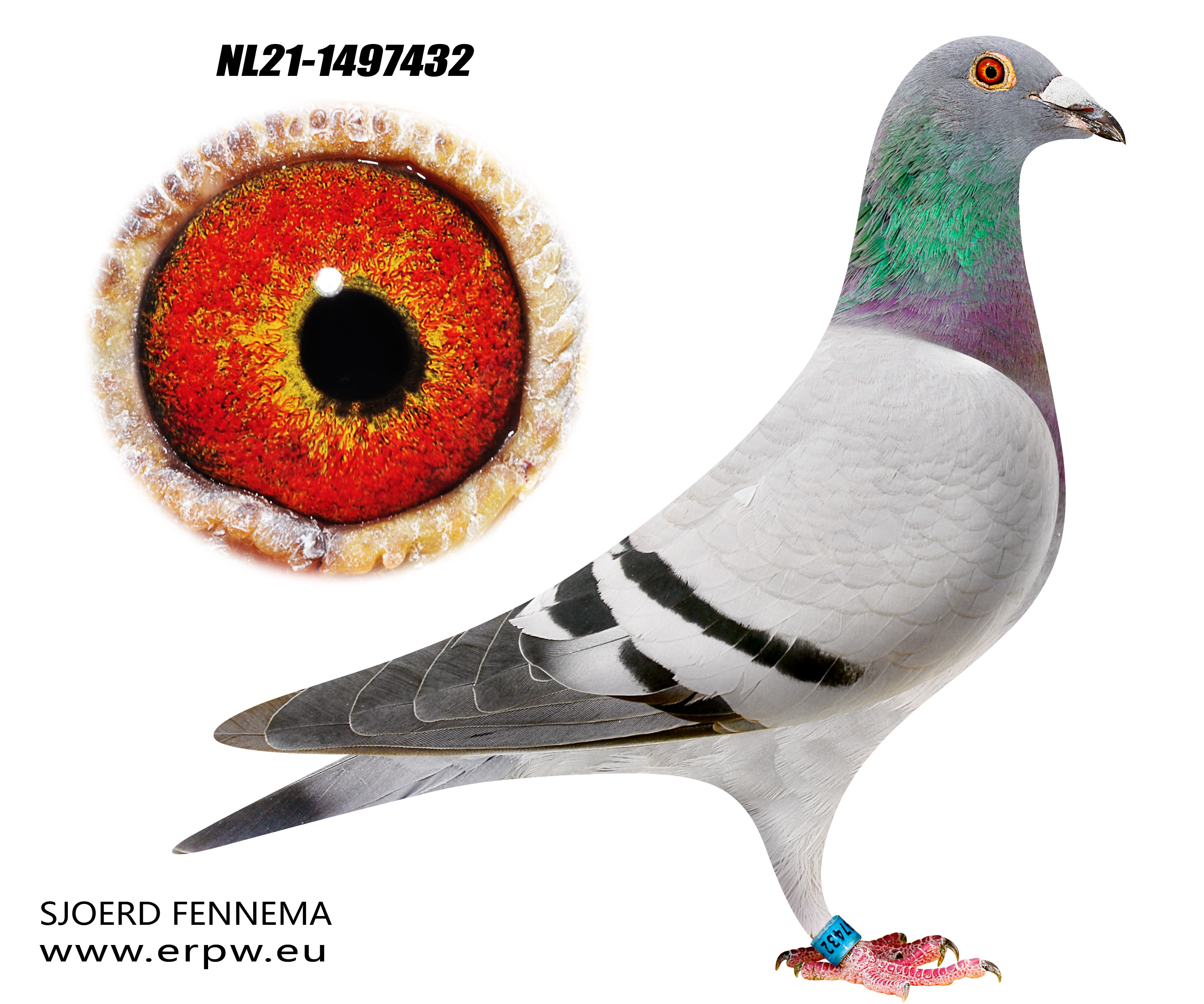 Flor Vervoort Hen / NL21-1497432