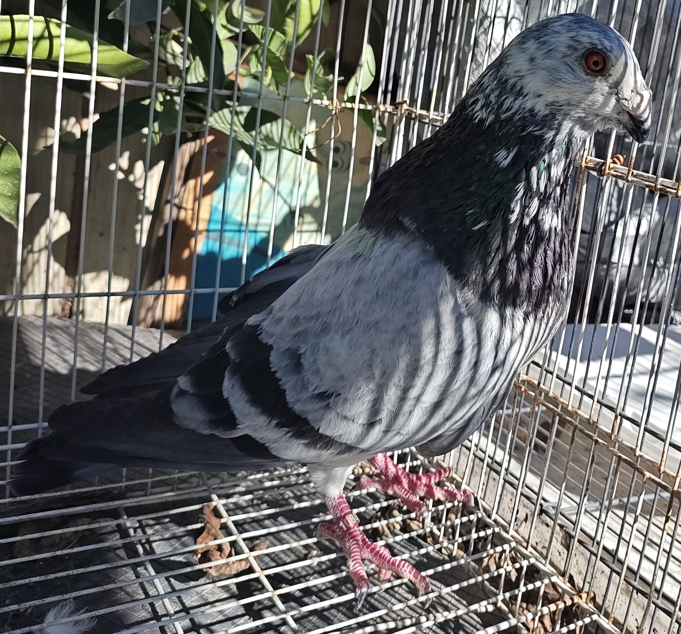 Jienense Spanish Pouter 