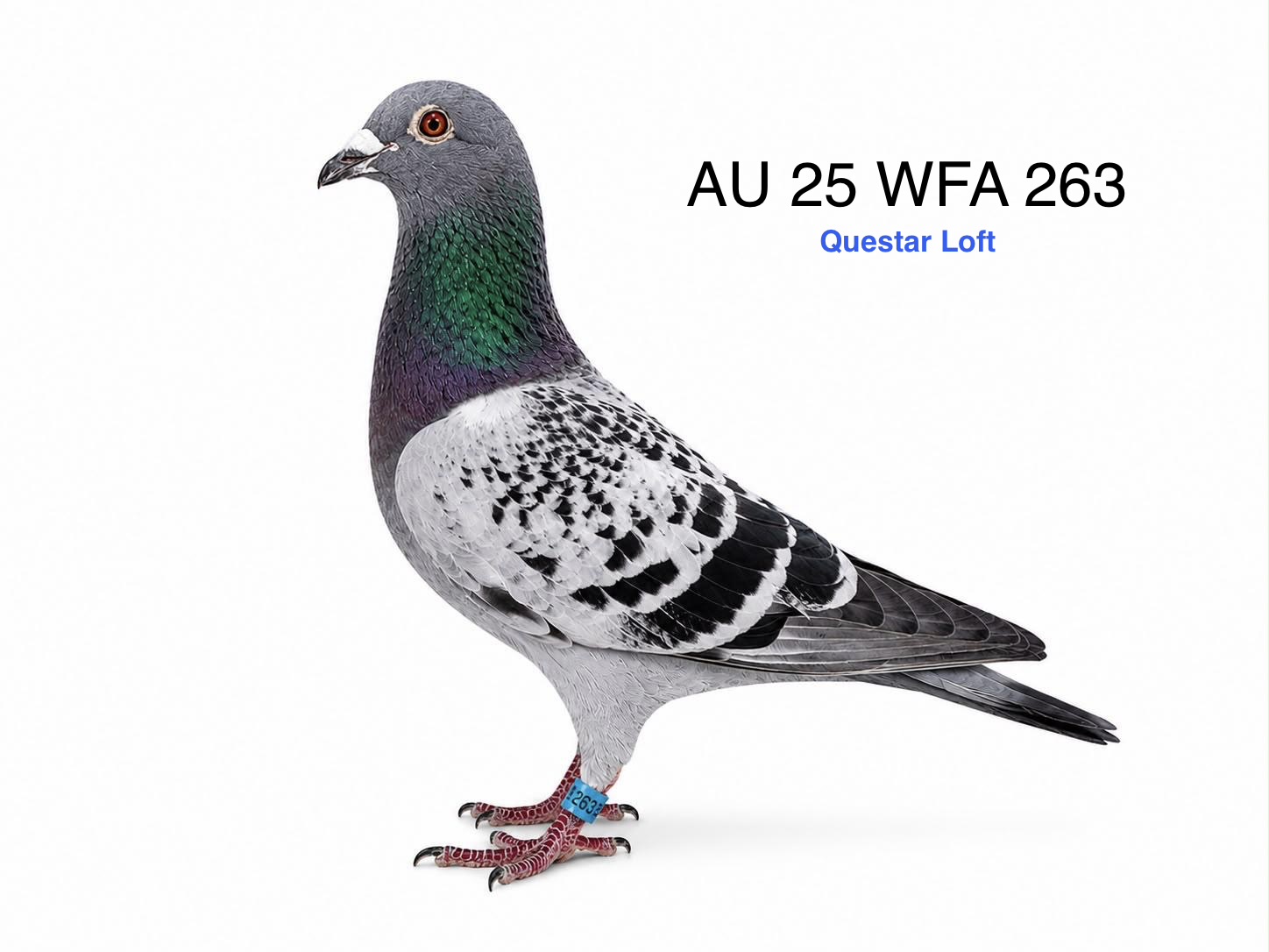 AU 25 WFA 263, Blue Check Cock