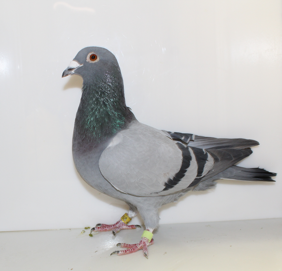 AU 24 GBW 614 BB COCK
