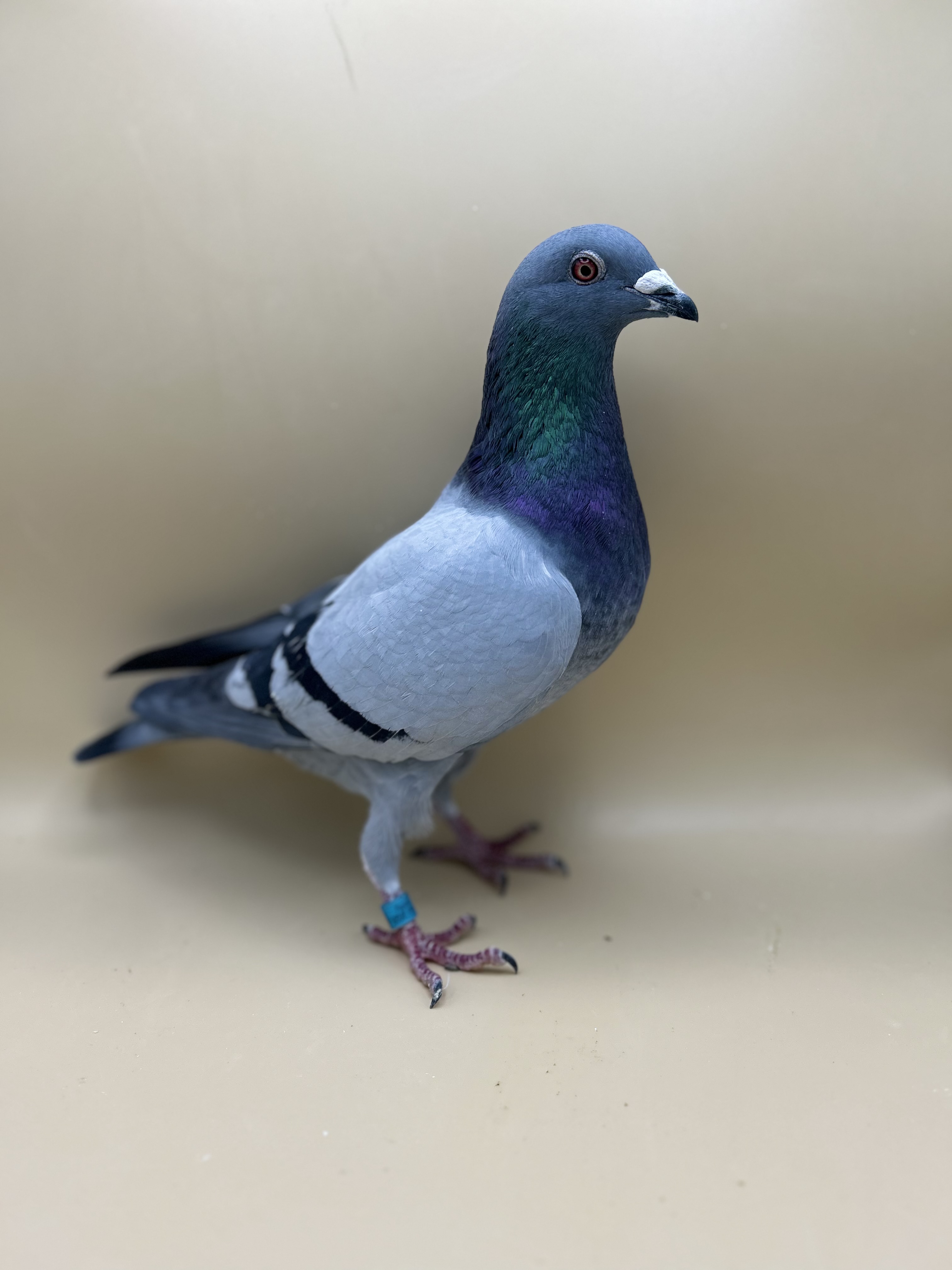 AU25 ARPU 99190 BB C