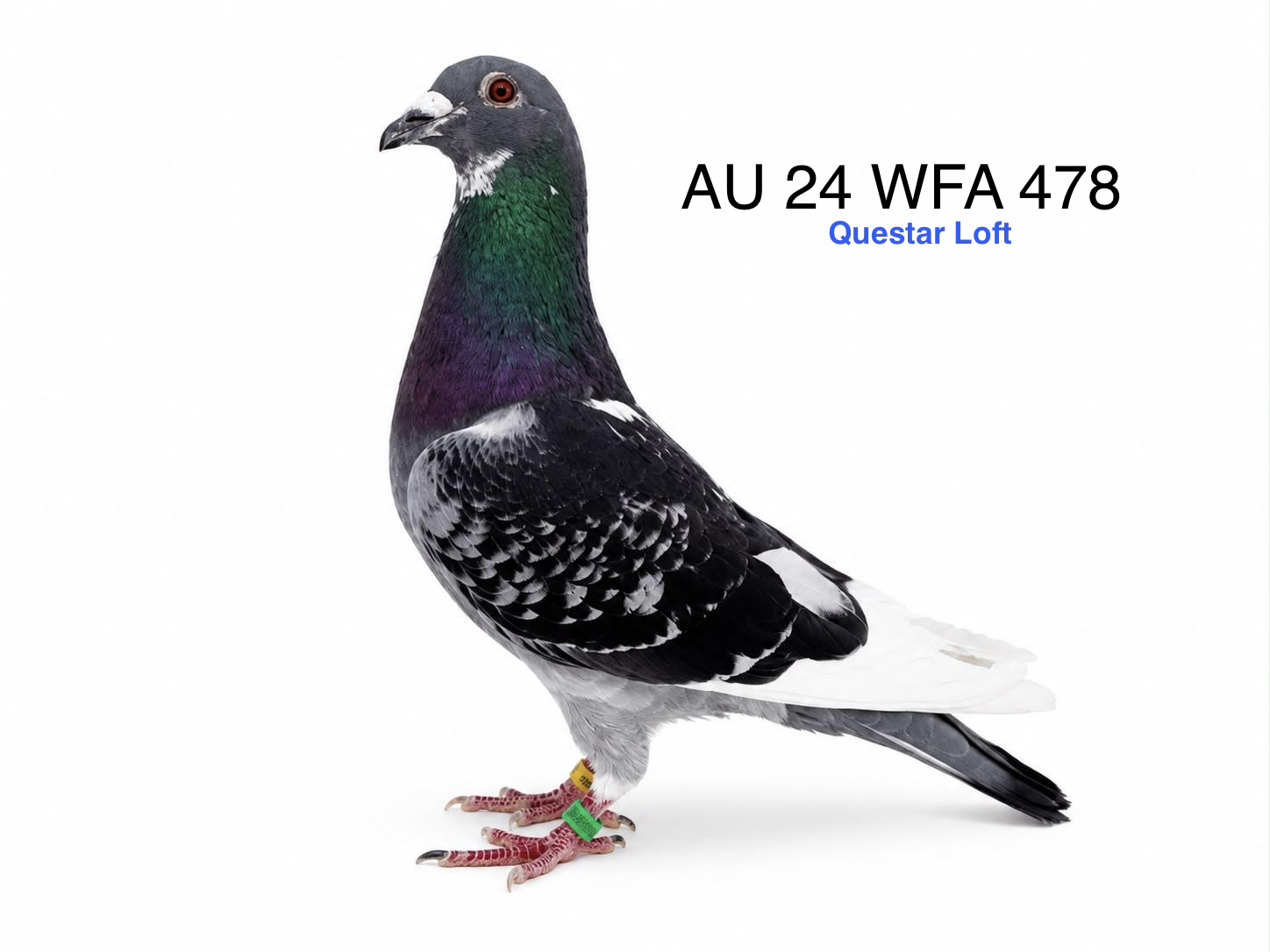 AU 24 WFA 478, Blue Check WFL Cock