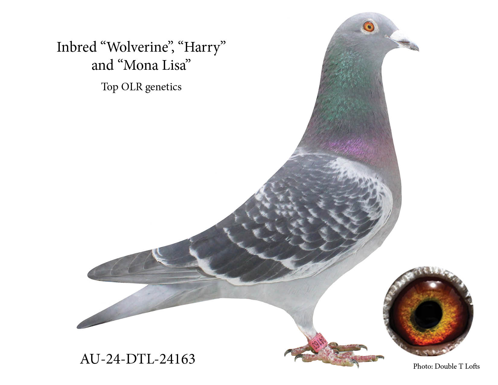 Perfect For One Loft Races 