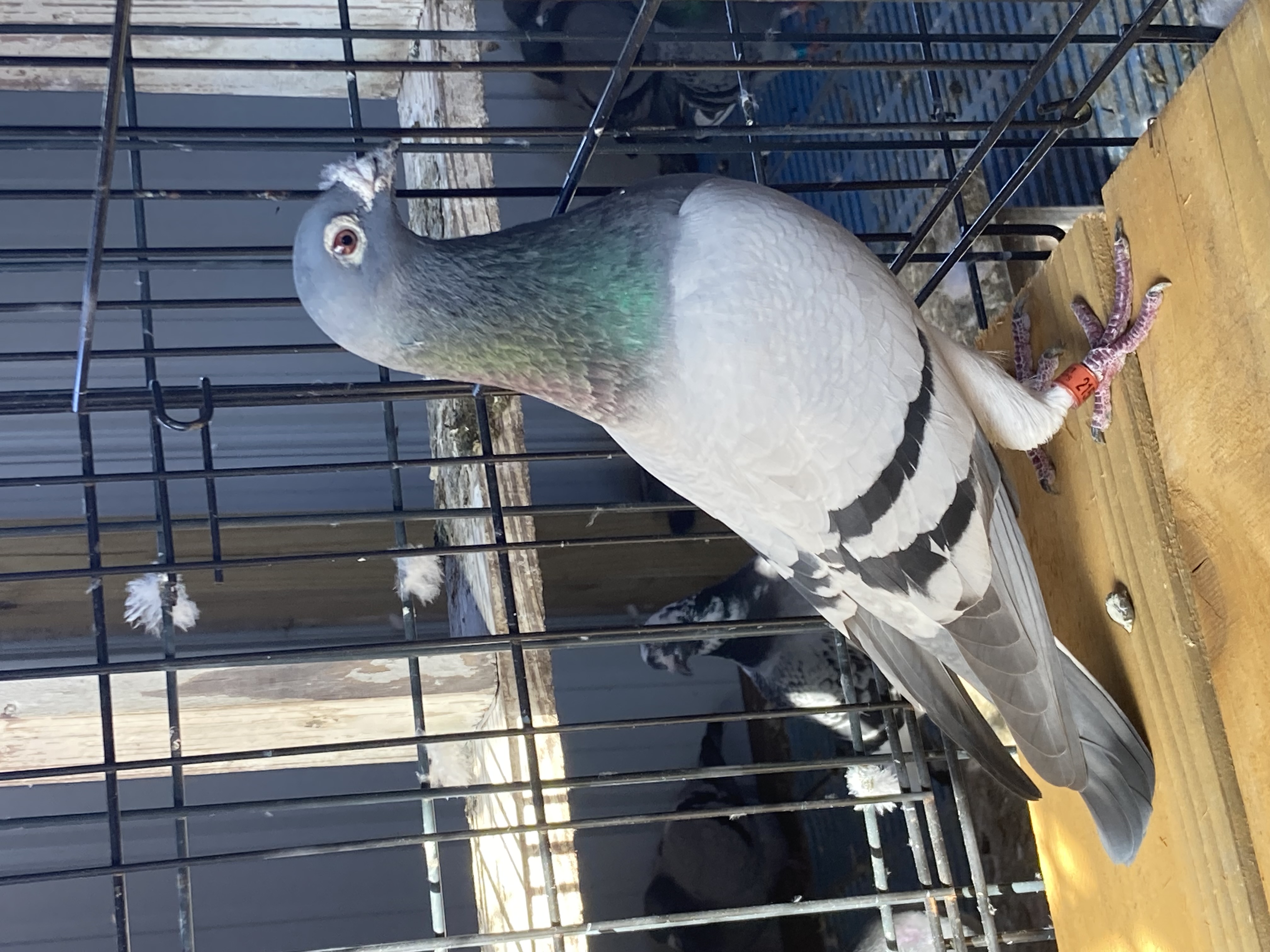 2021 LEWIS LOFTS 2156 BBWF C