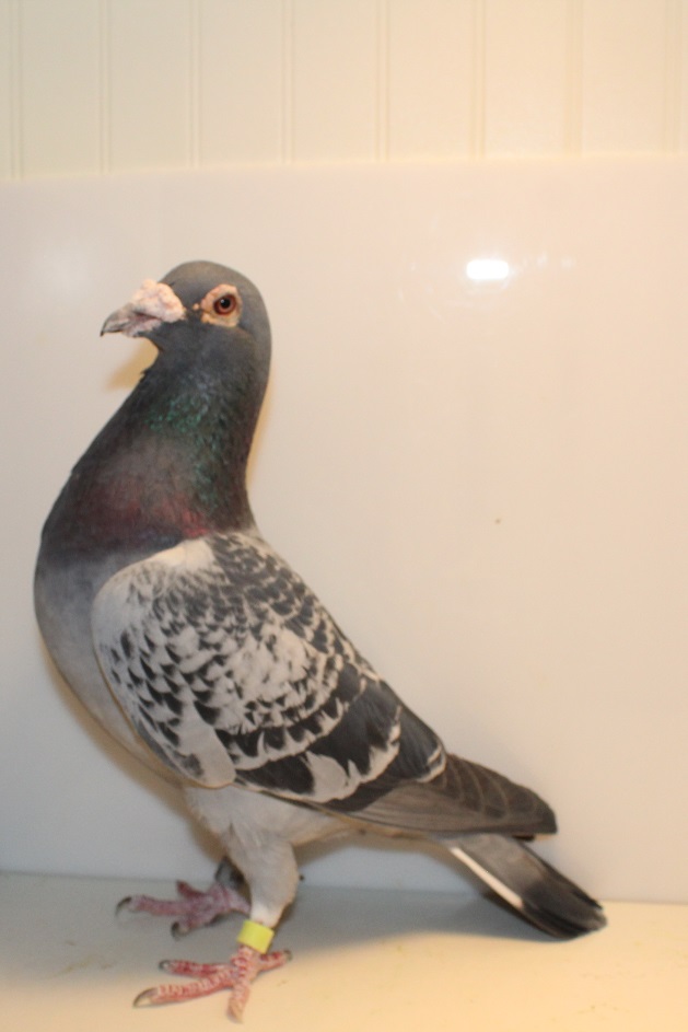 BE 15 - 6222995 BC COCK
