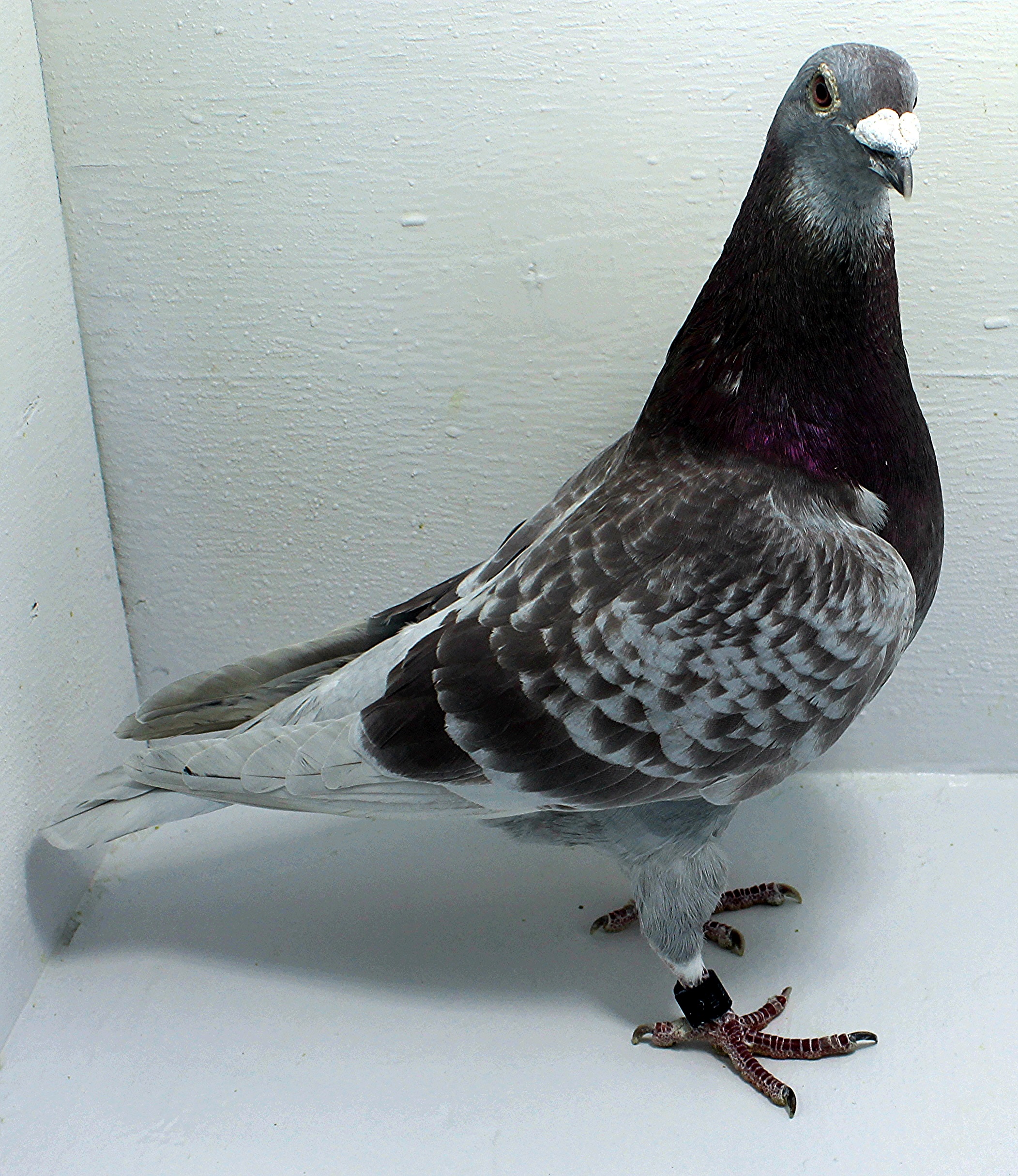iPigeon.com - Racing Pigeon Auction