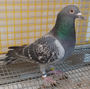 14424 Blue Check Cock "My Moon"