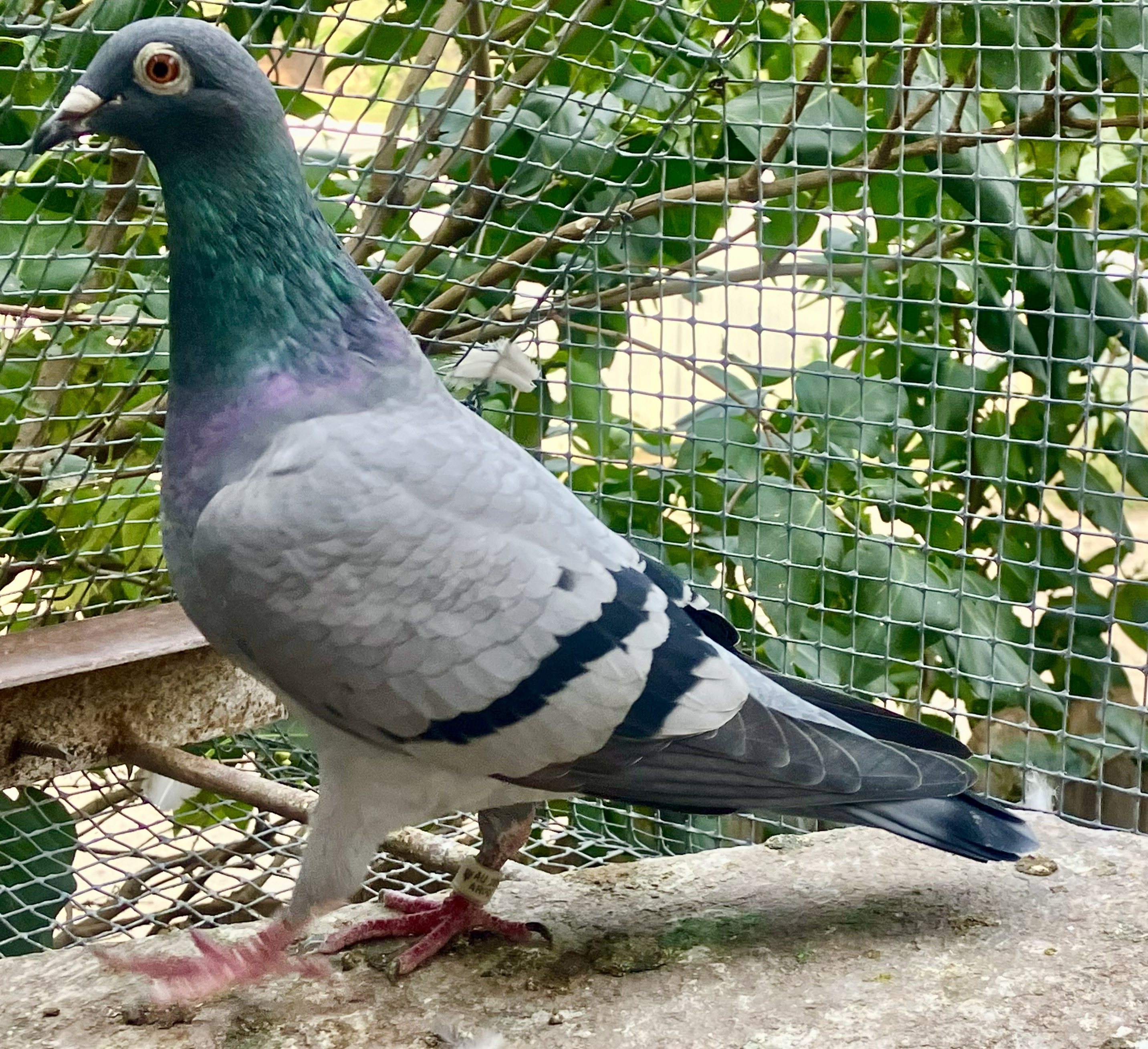 19577 AU 2022 BB HEN