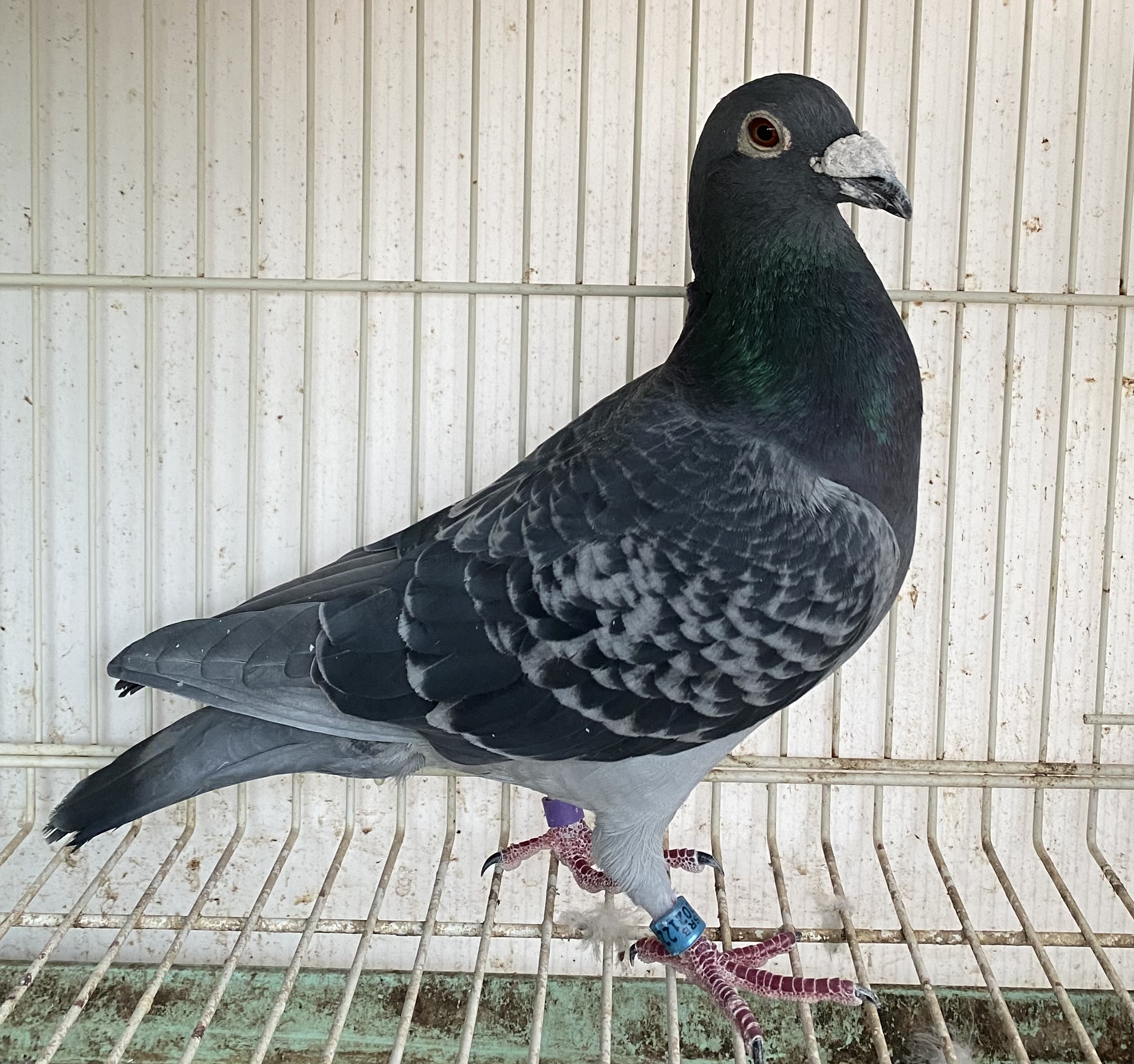 Inbred Wonder Dirk Cock