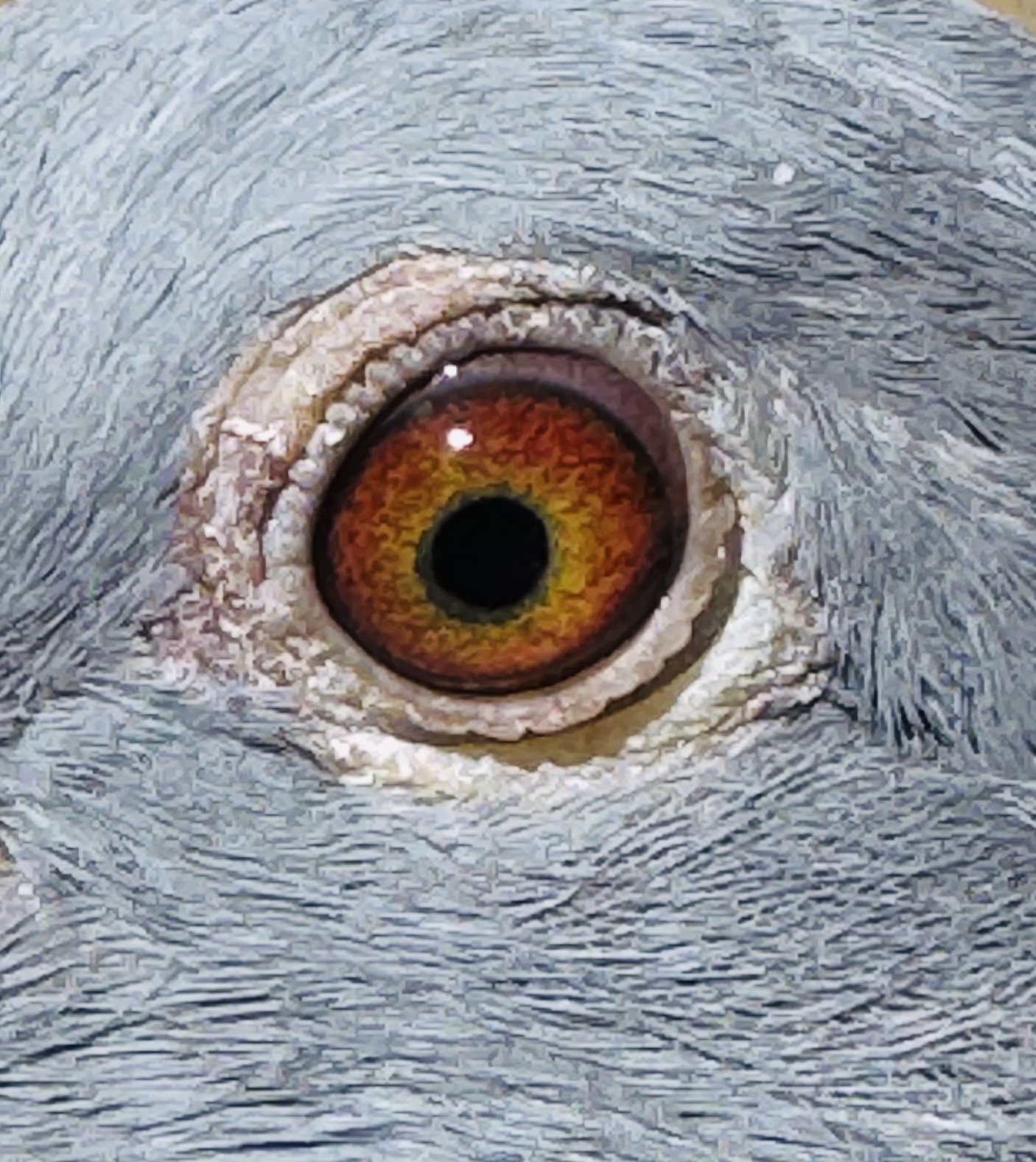 Preview Image 2