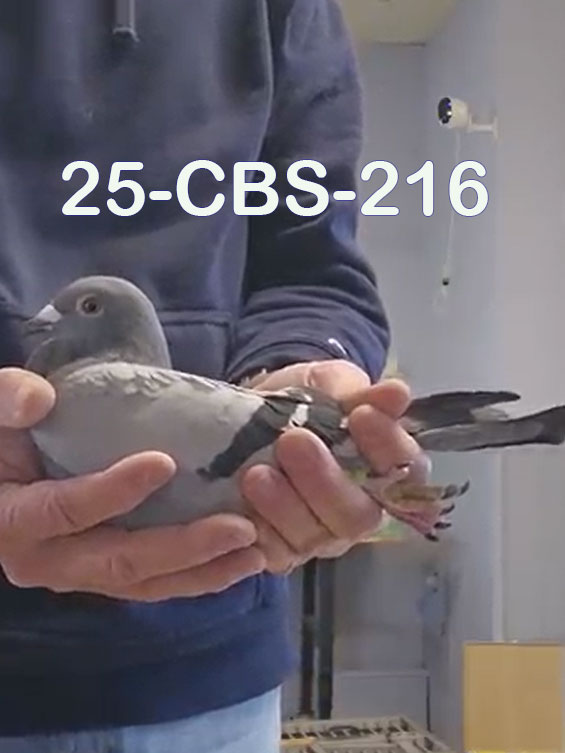 25-CBS-216 Blue hen. 