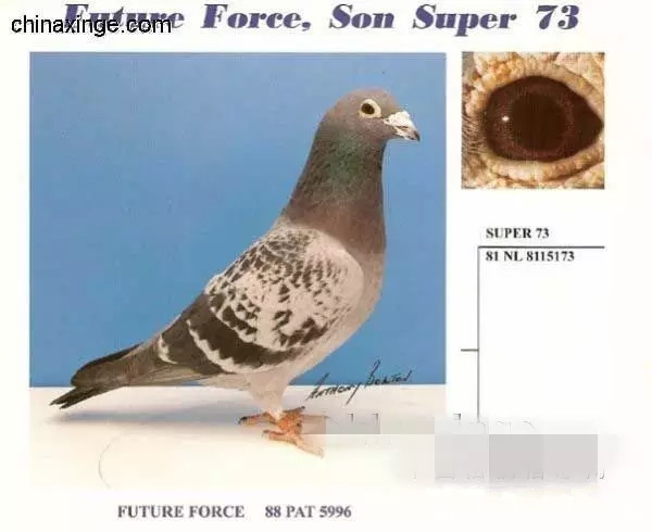 Preview Image 8