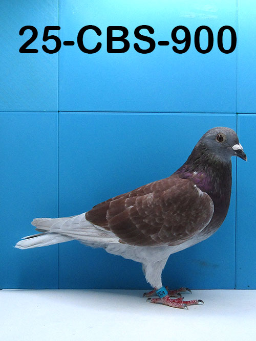 25-CBS-900 Red check hen. 