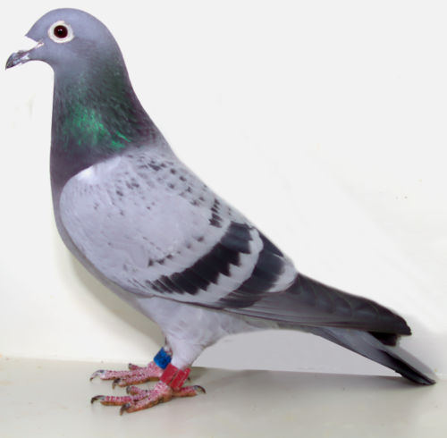 AU 20 ARPU 40483 BLUE CHECK HEN