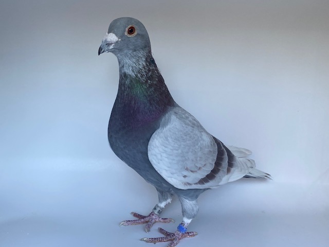 BE20-6172570 Silver Cock