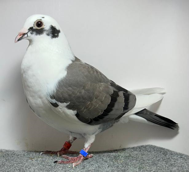 Preview Image 1