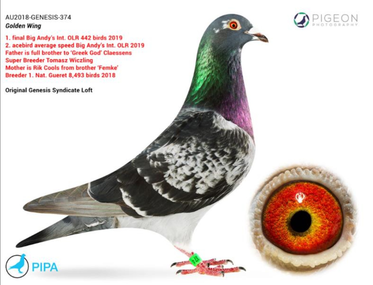 AU 18 GENESIS 373
SPLASH HEN 