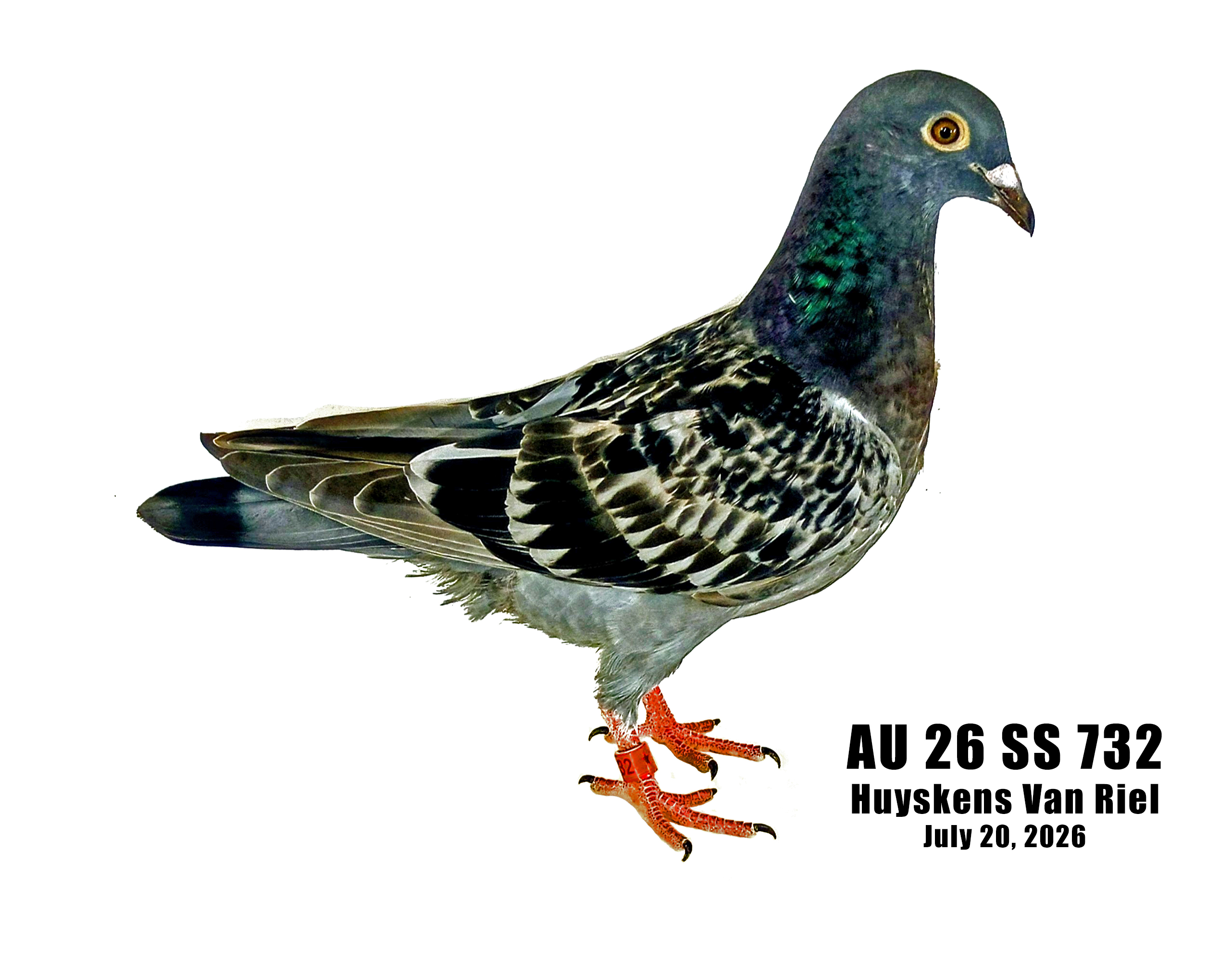 AU 26 SS 732 100% Huyskens Van Riel pedigreed young bird