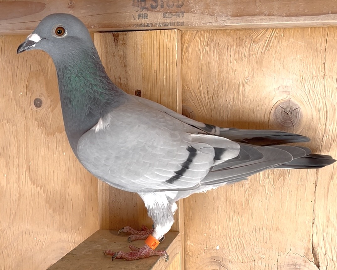 Granddaughter of Jonge Kong/Raven