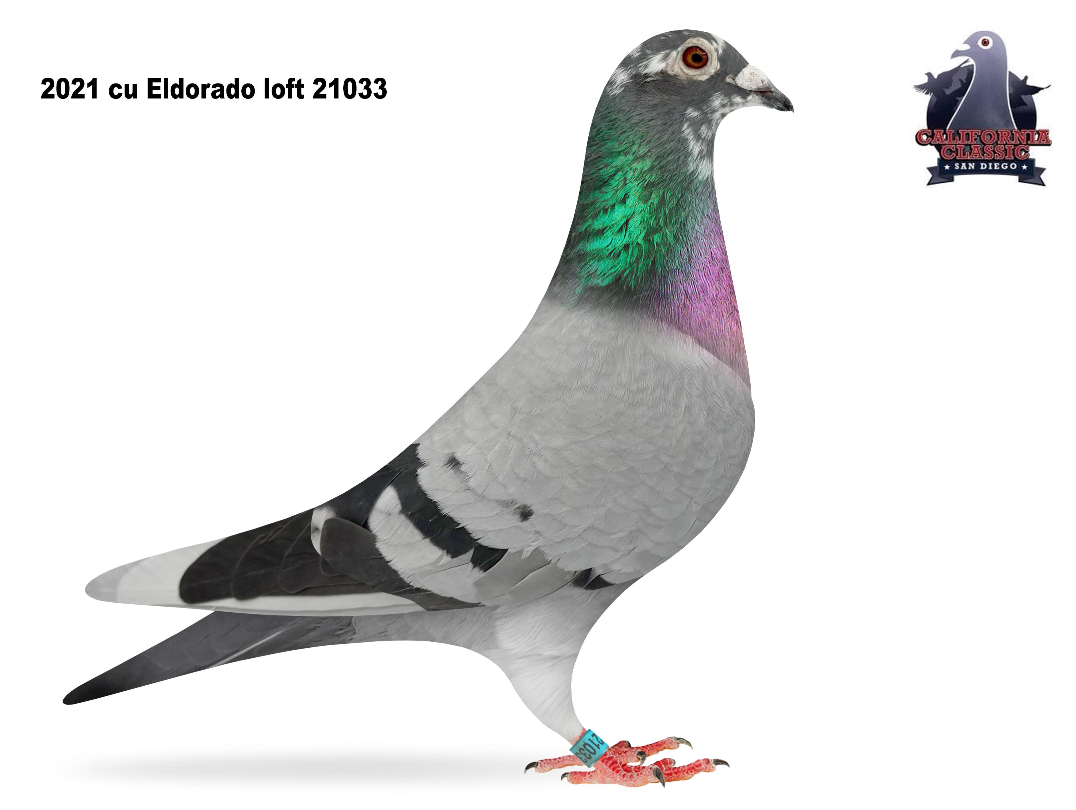 Lot 12. 2021 ELDO 21033 Hen