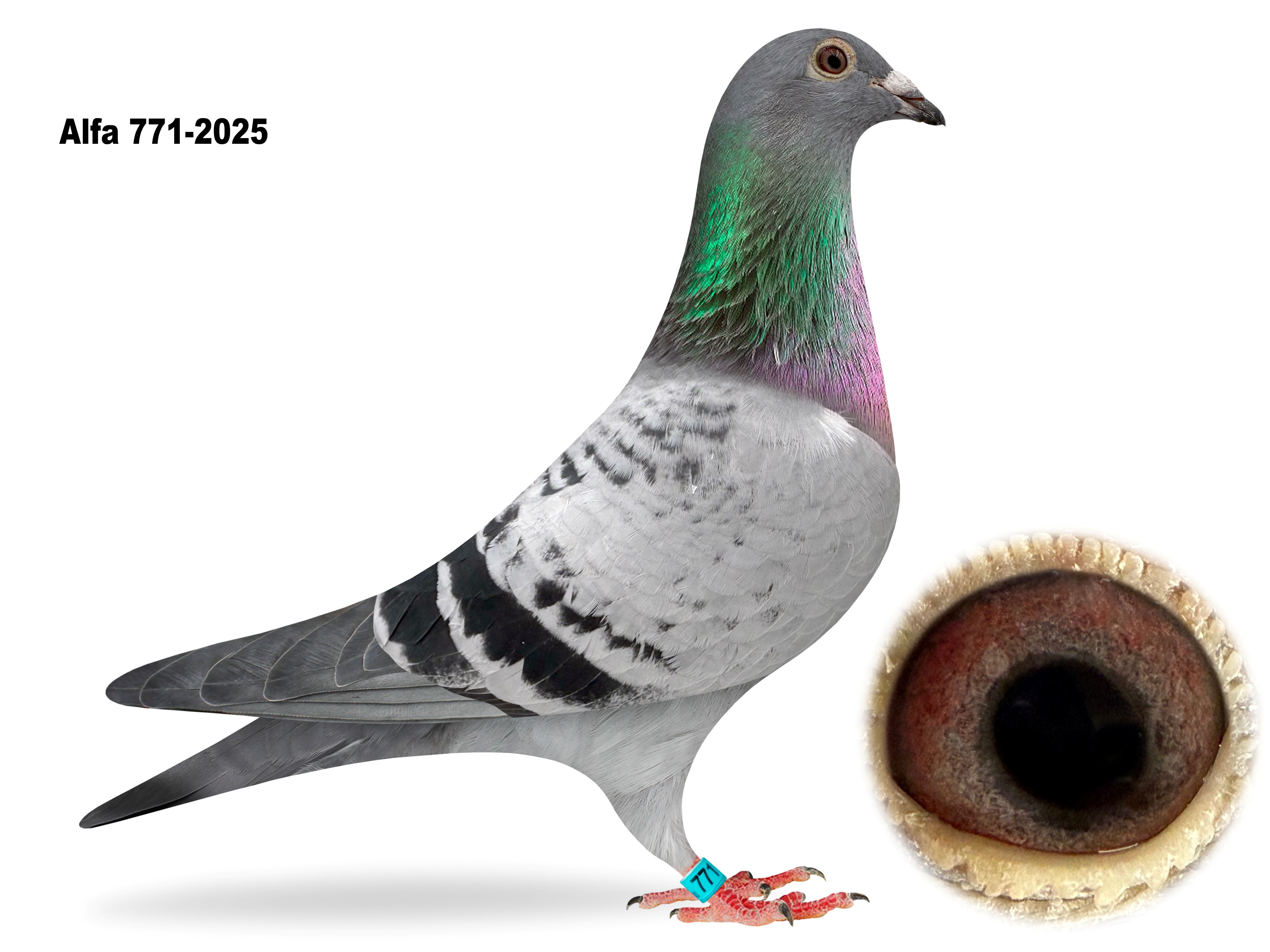 ALFA 771-2025