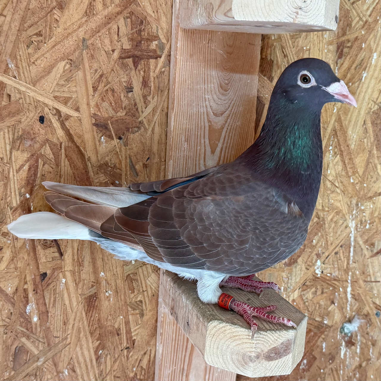 Preview Image 1