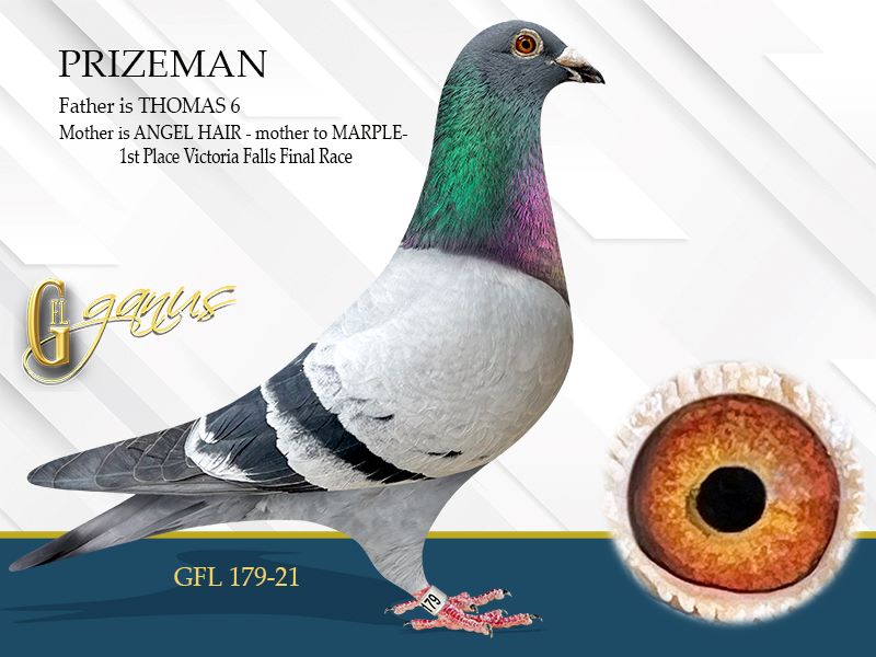 GFL 365-2025 Blue Male