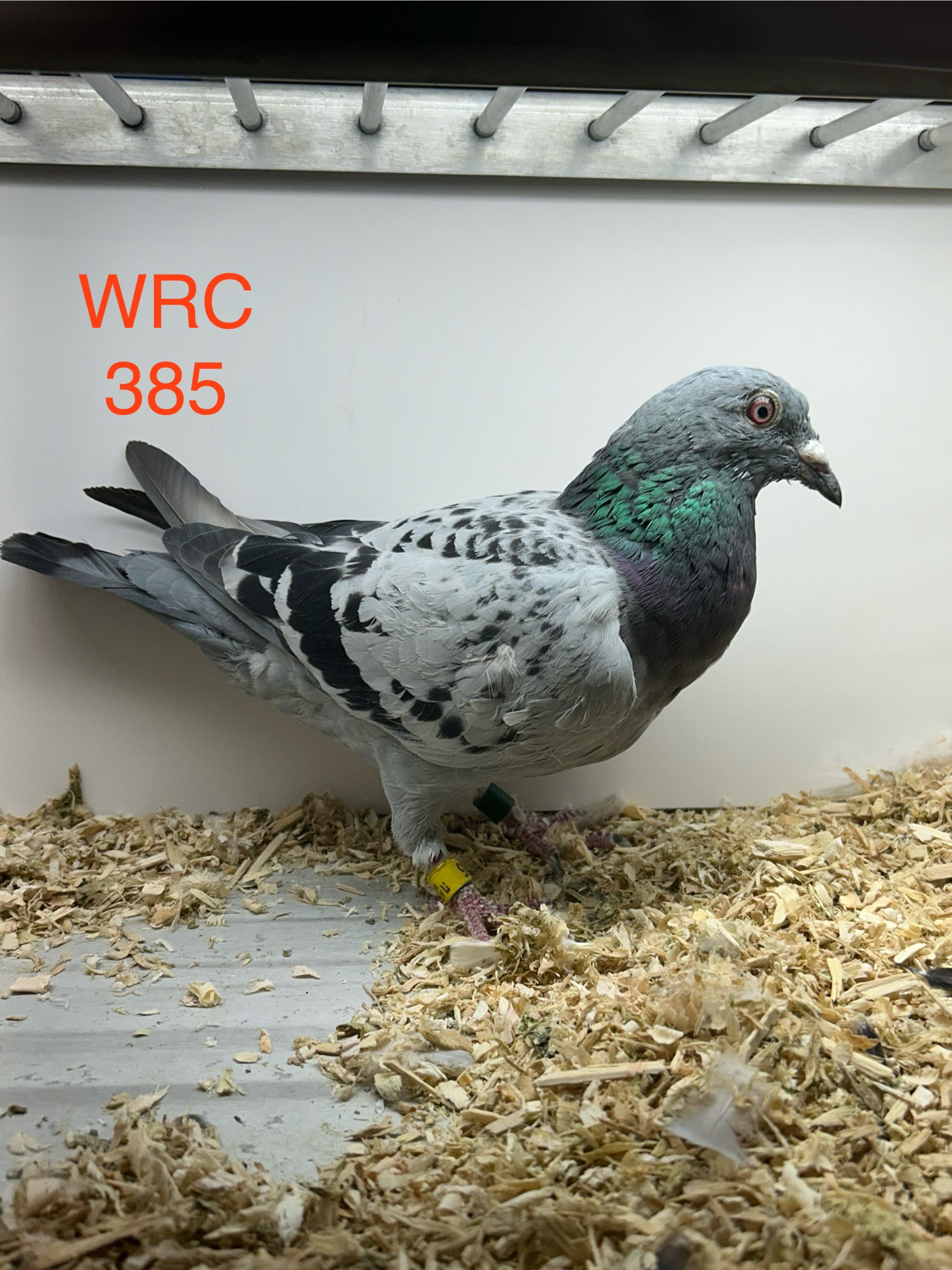 iPigeon.com - Racing Pigeon Auction