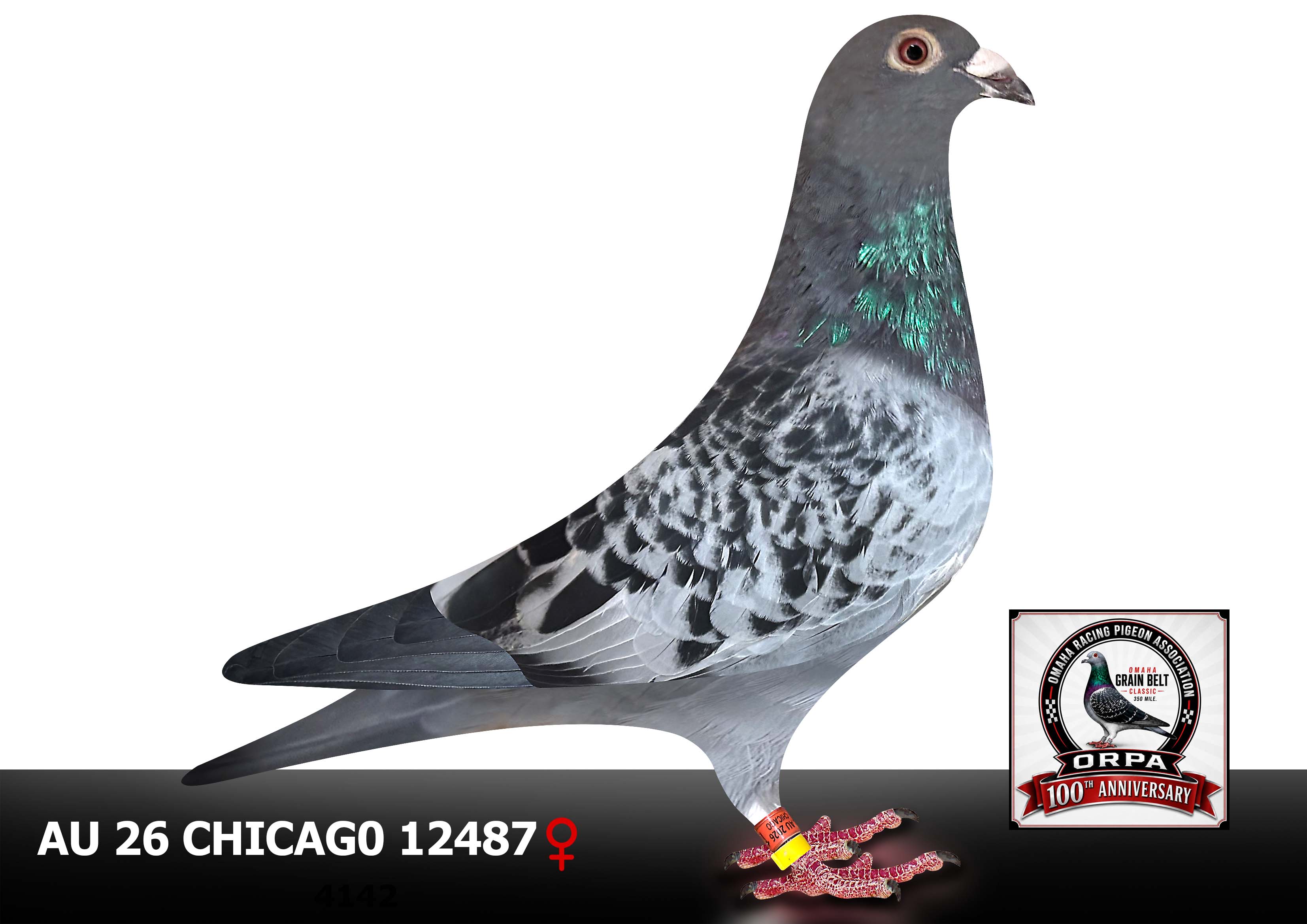 AU 26 Chicago 12487 Cock