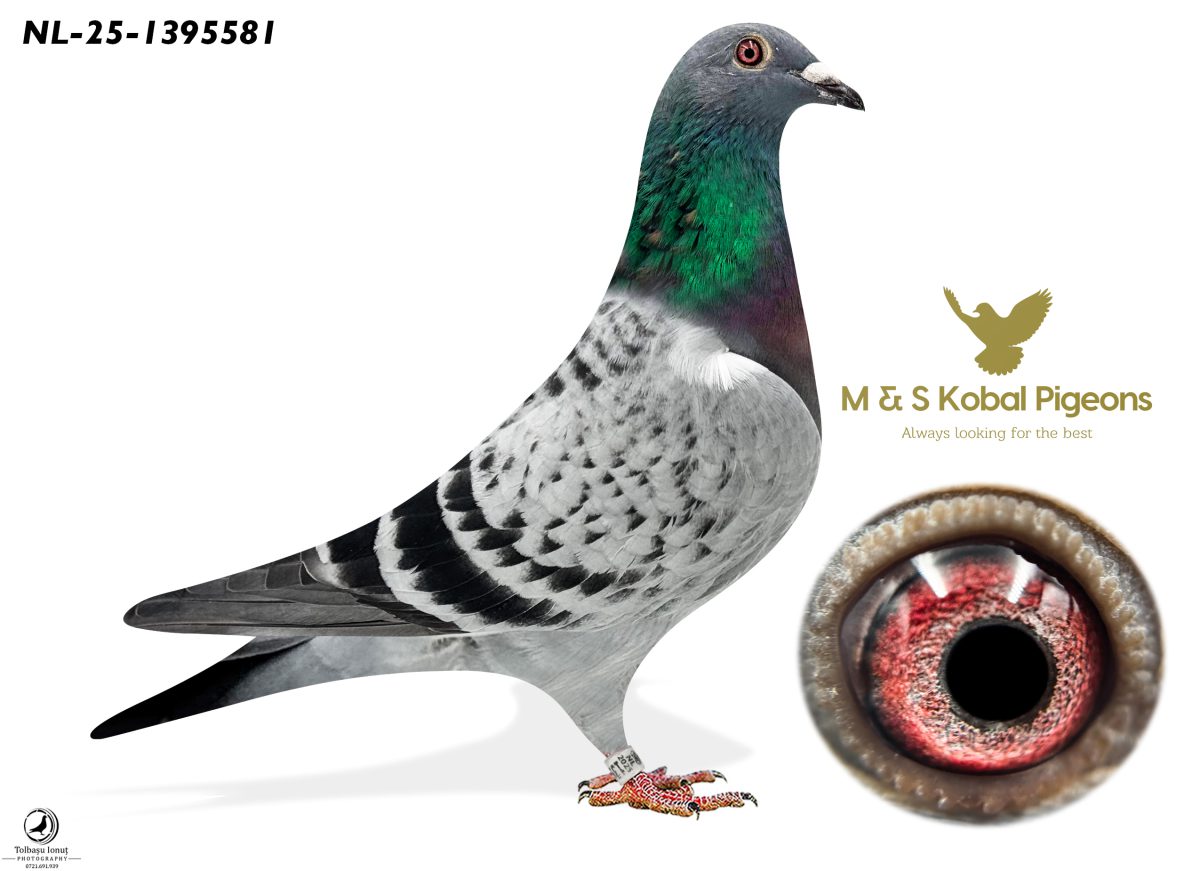 25 NL 1395581 Jan Hooymans Granddaughter of New Harry,  Sister Harry,  