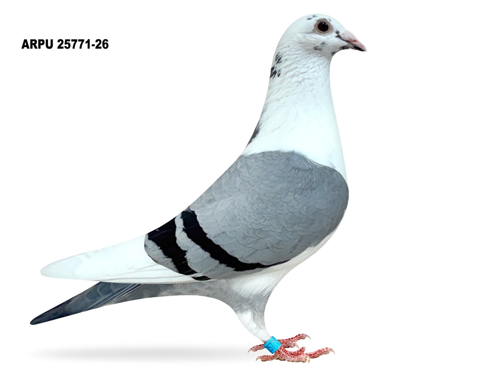 ARPU 25771-26 PIED COCK