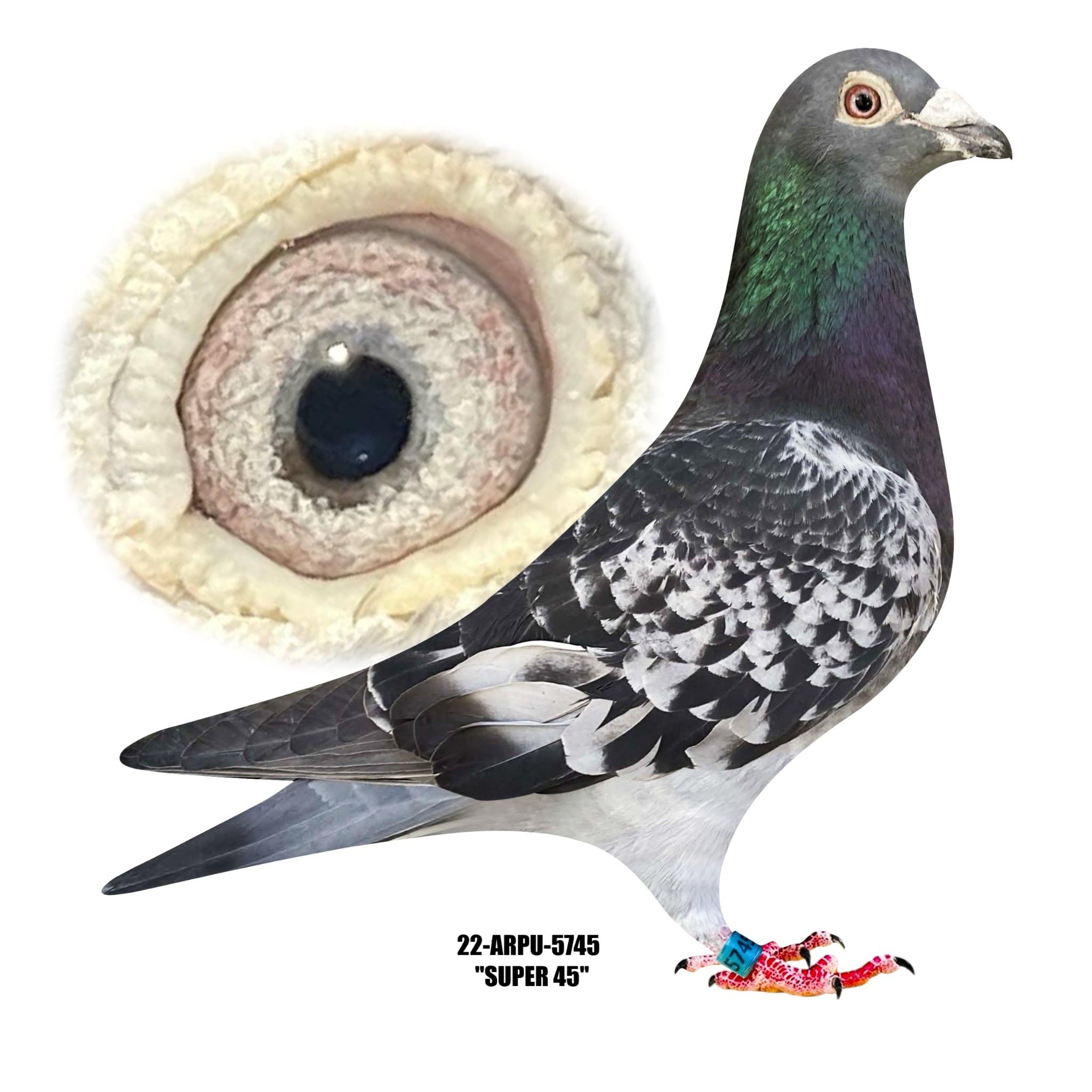 22-ARPU-5745 Blue Check Cock.