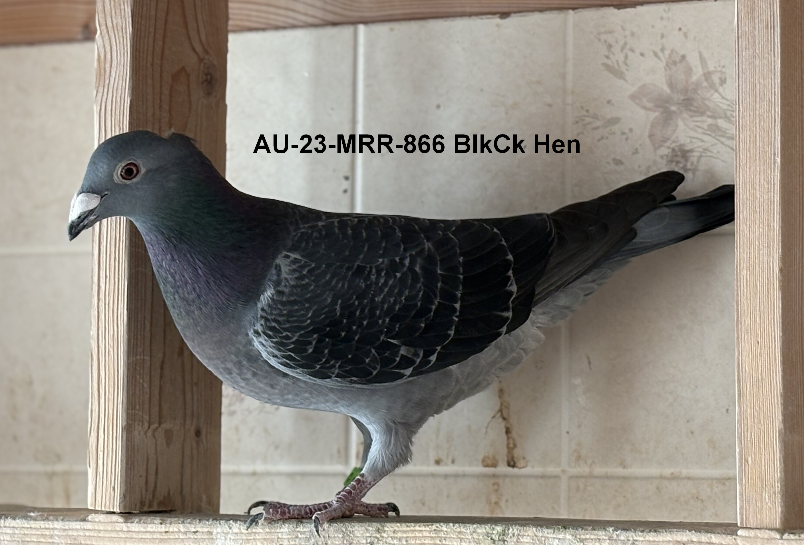 AU 23 MRR 866 Blk Ck Hen
