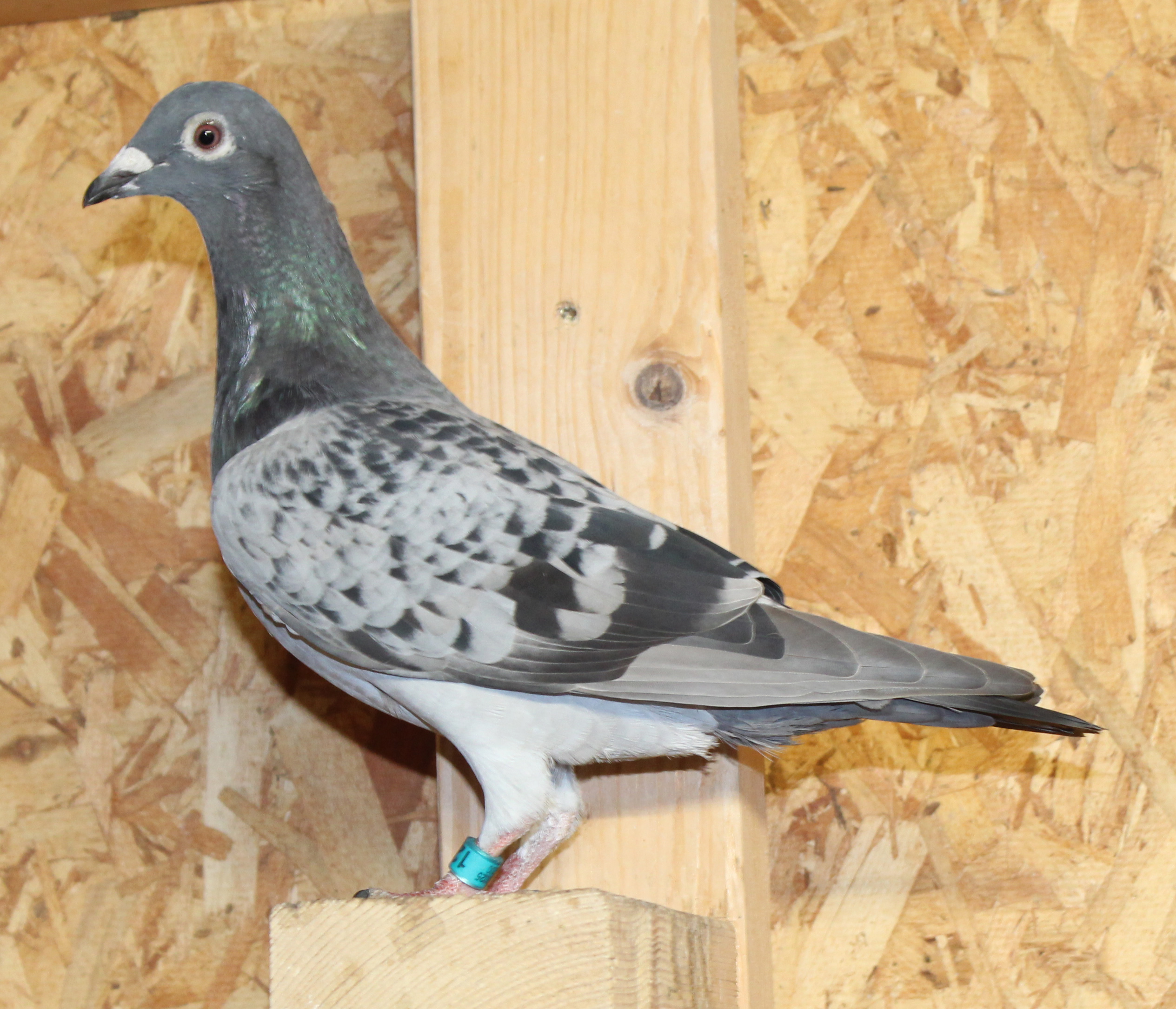 Heavy inbred Kannibaal