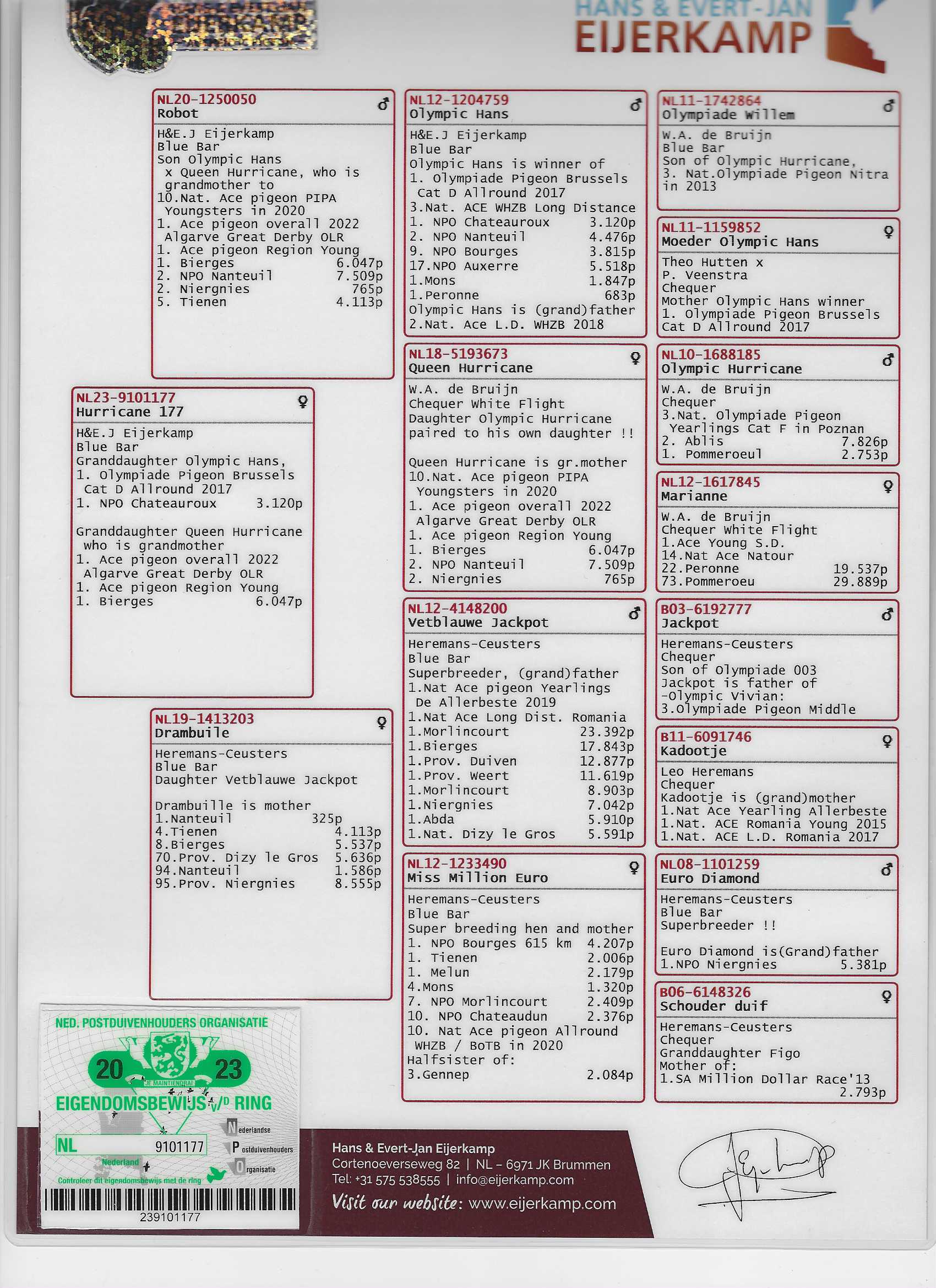 “Hurricane” NL-23-9101177  Gorgeous BBH – Lines of Vetblaue Jackpot, de Bruijn