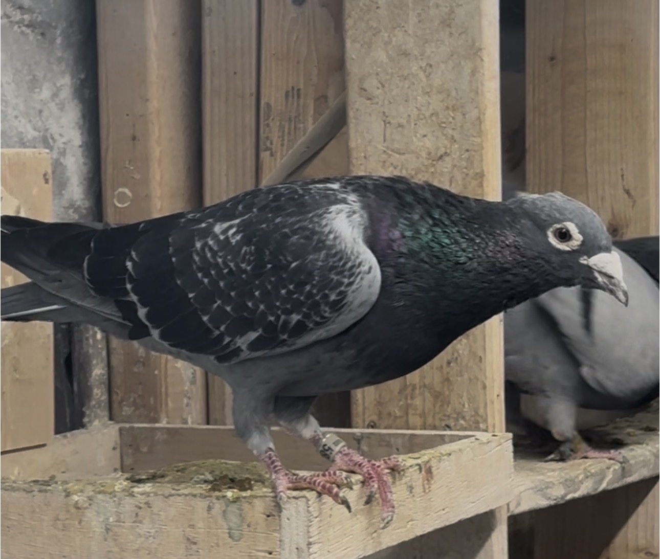 Breeder teduction 