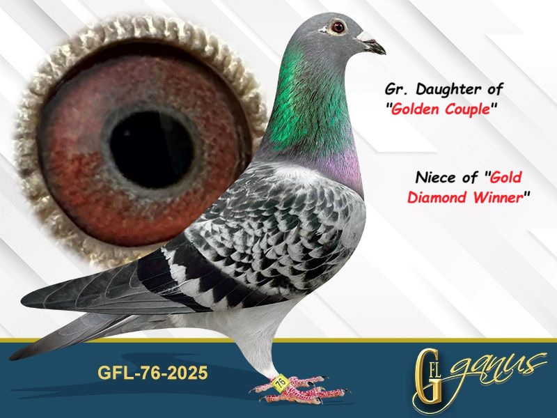 Gold Diamond Winner 611 Line birds