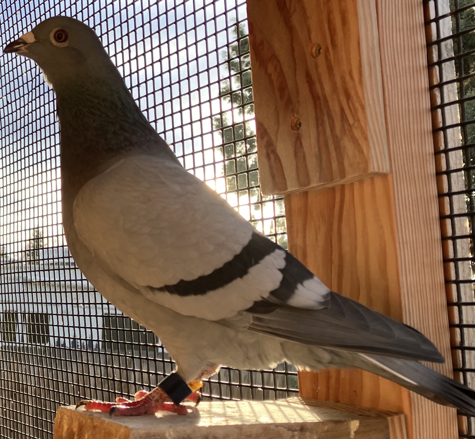 WHISTLING WINGS 84 - 2023 BB HEN