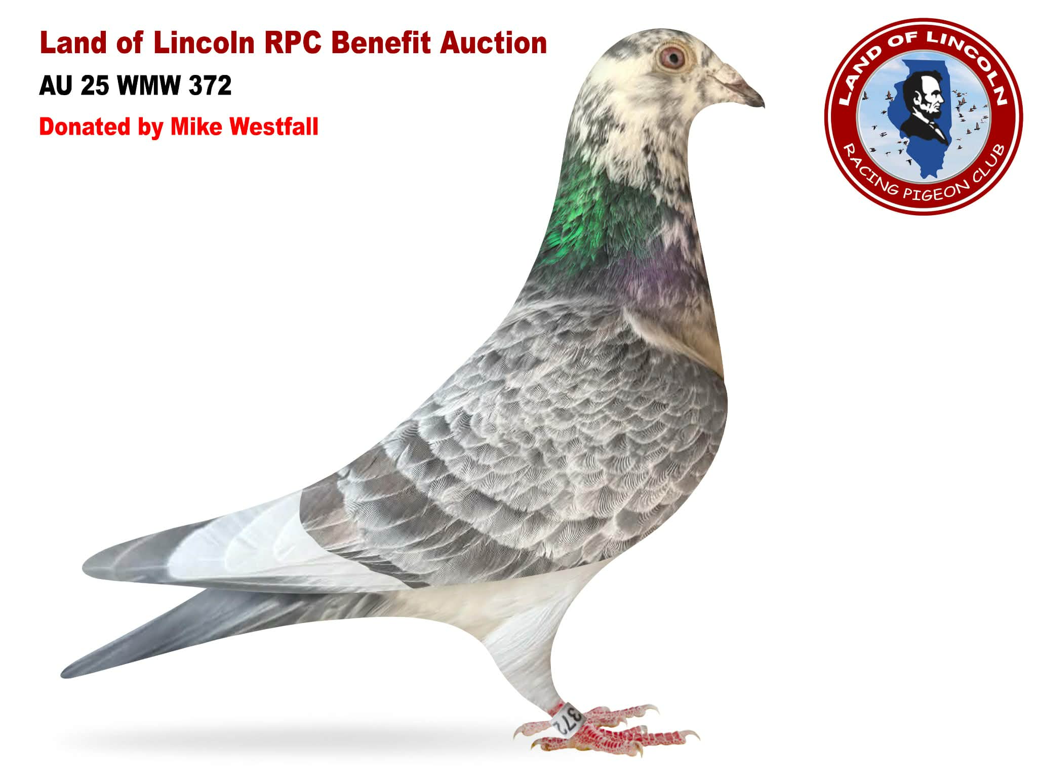 AU 25 WMW 372 Grizzle Hen