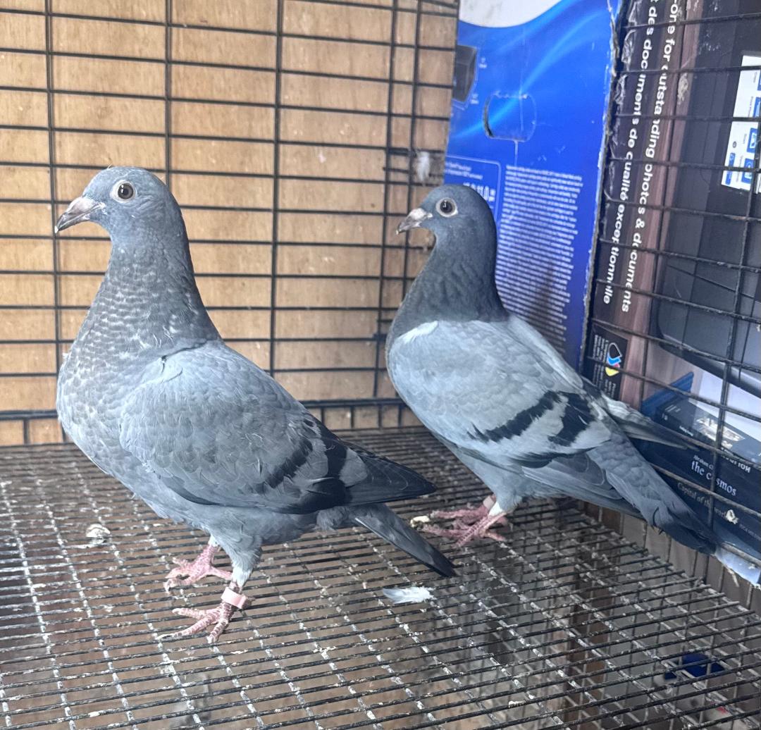 2 WOLVERINE BABIES FULL SIBLINGS TO 1ST