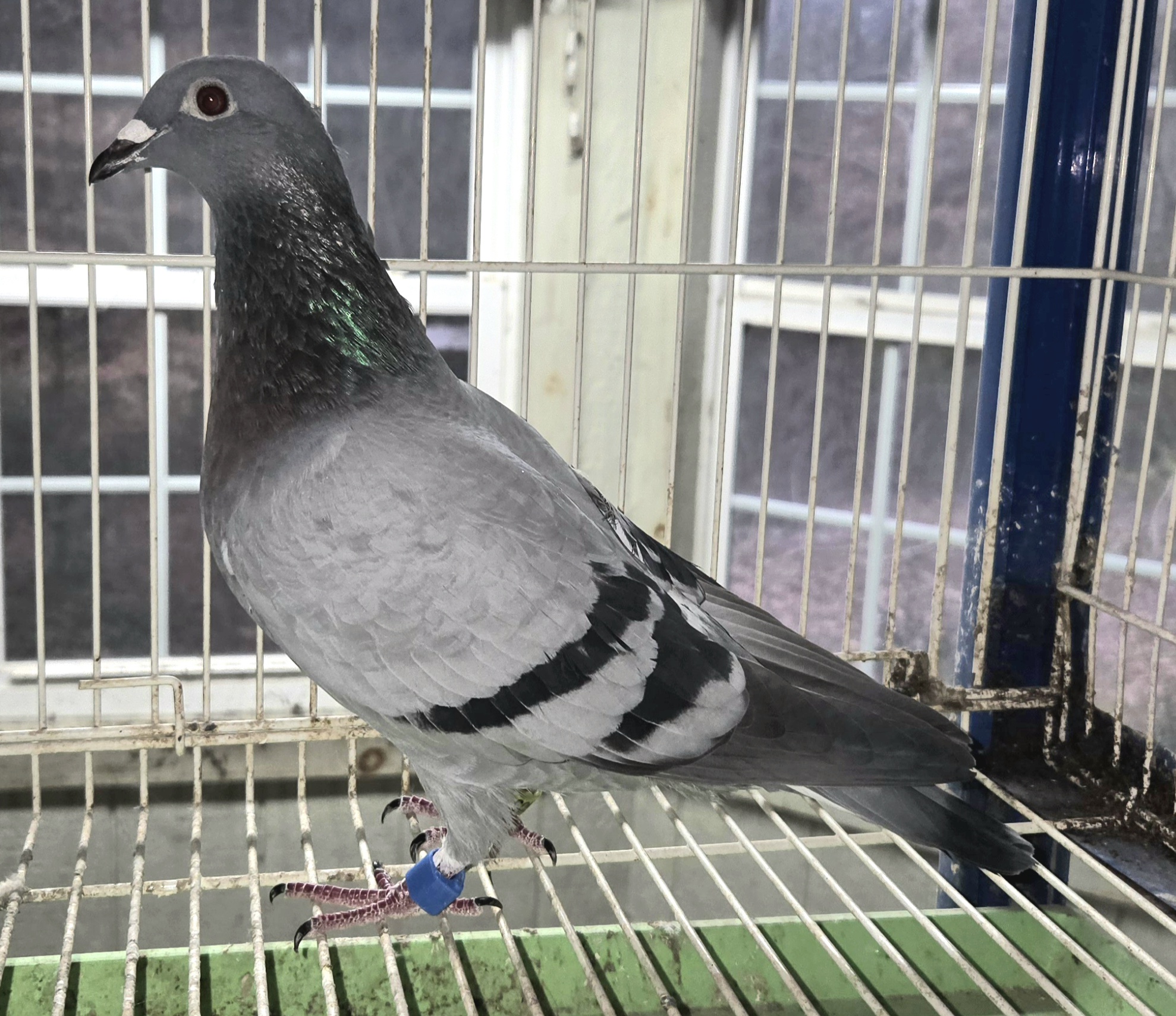 PEACH-25505-25 BB Hen