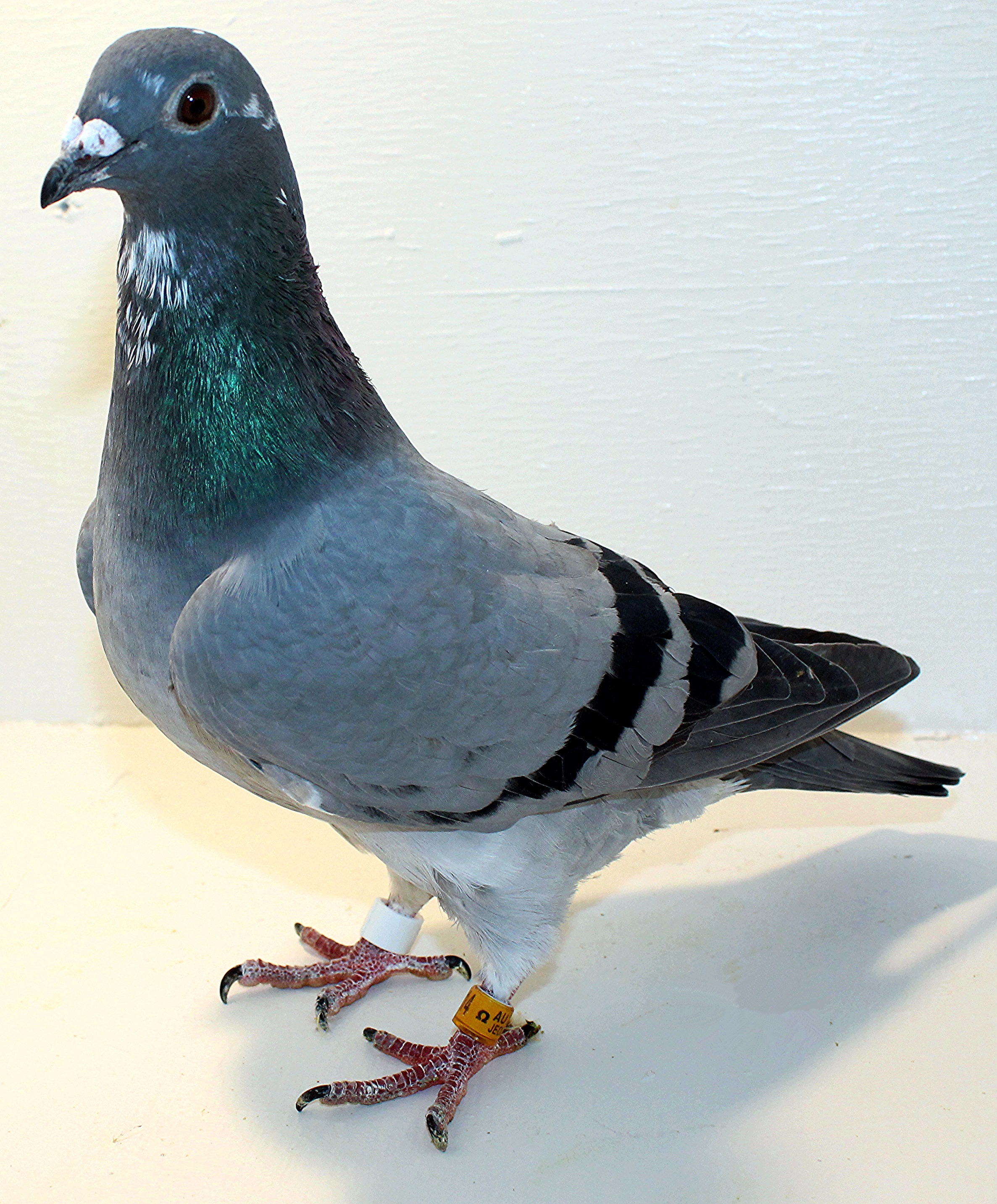 Preview Image 1
